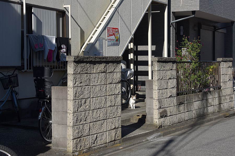 街のねこたち