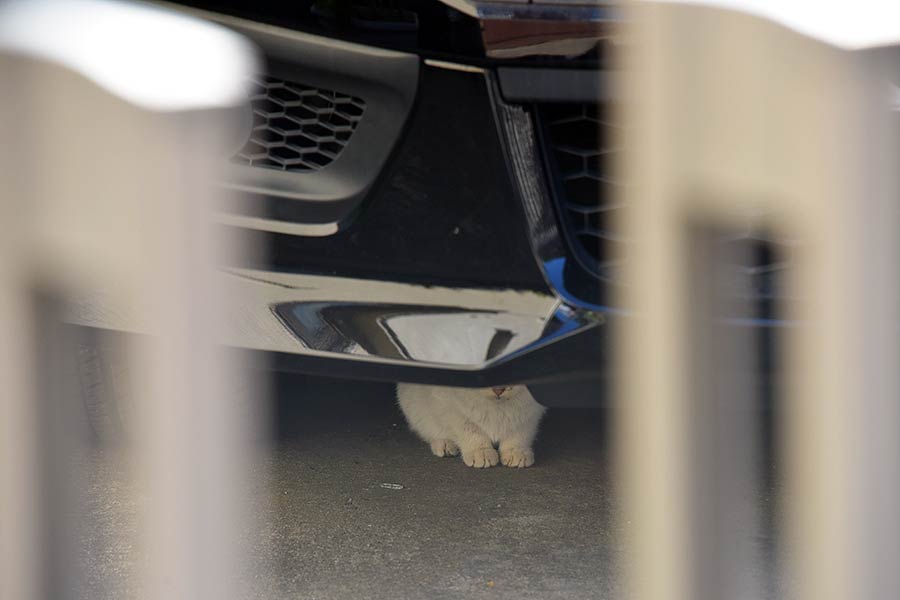 街のねこたち