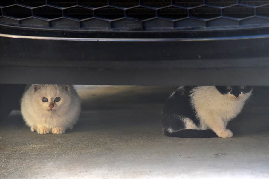 街のねこたち