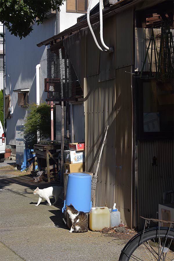 街のねこたち