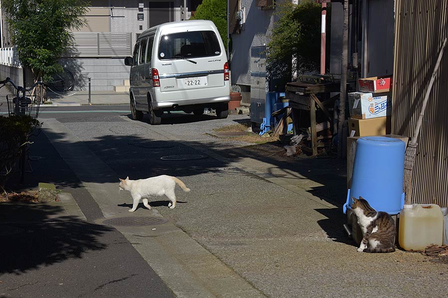 街のねこたち