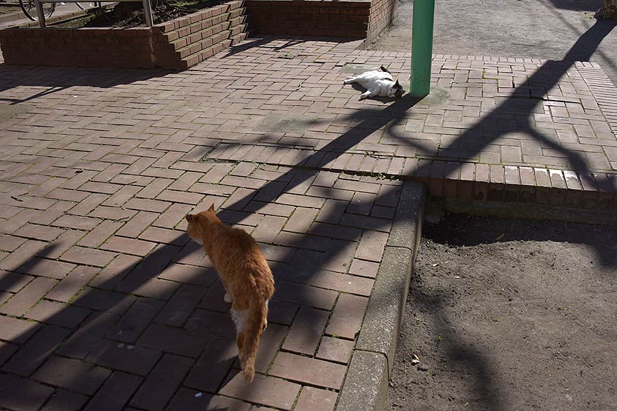 街のねこたち