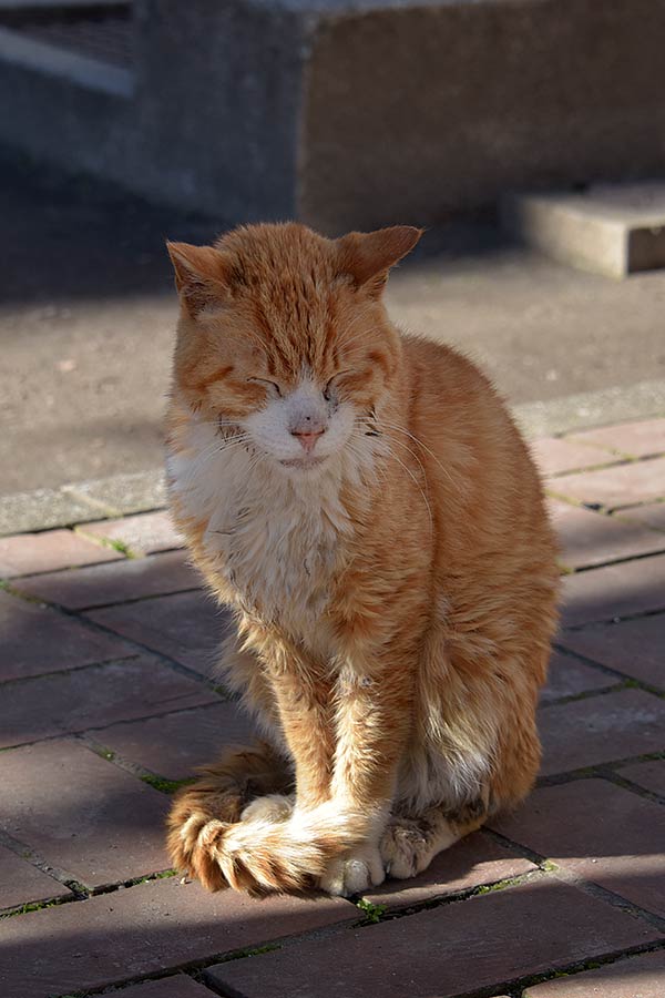 街のねこたち