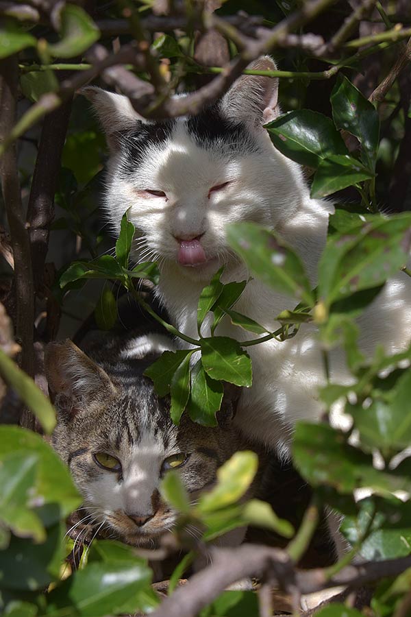 街のねこたち