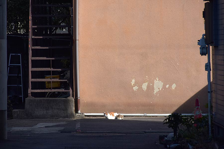 街のねこたち