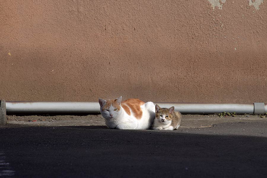 街のねこたち