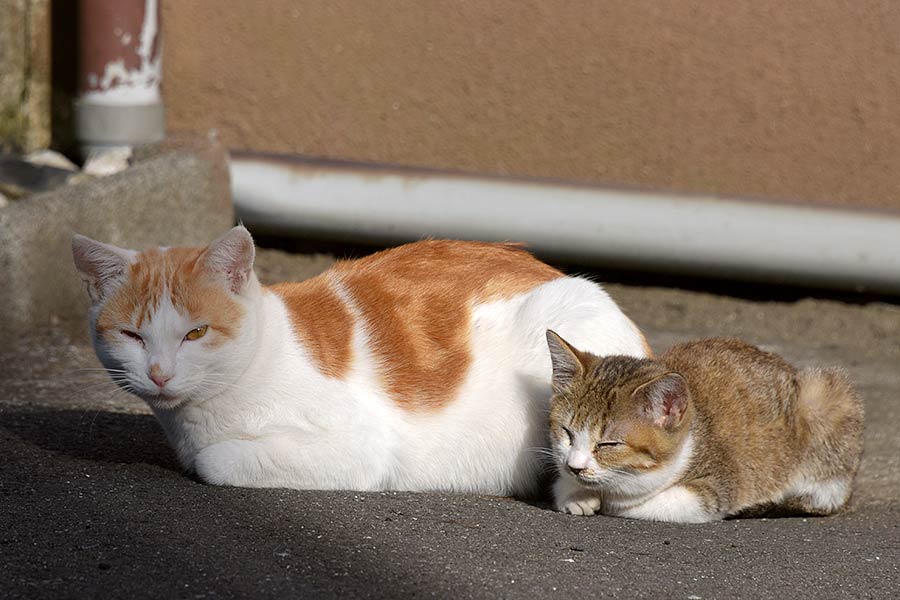 街のねこたち