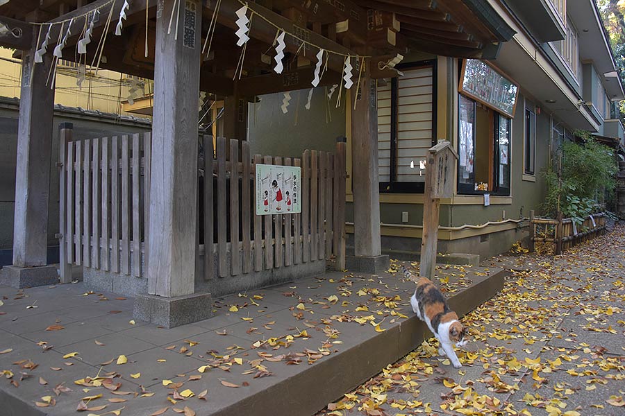 街のねこたち