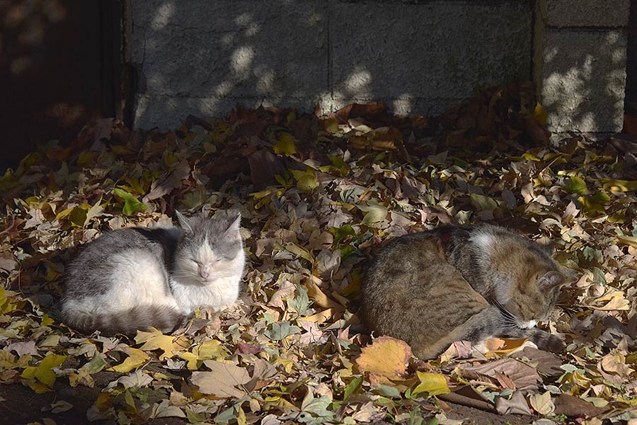 街のねこたち