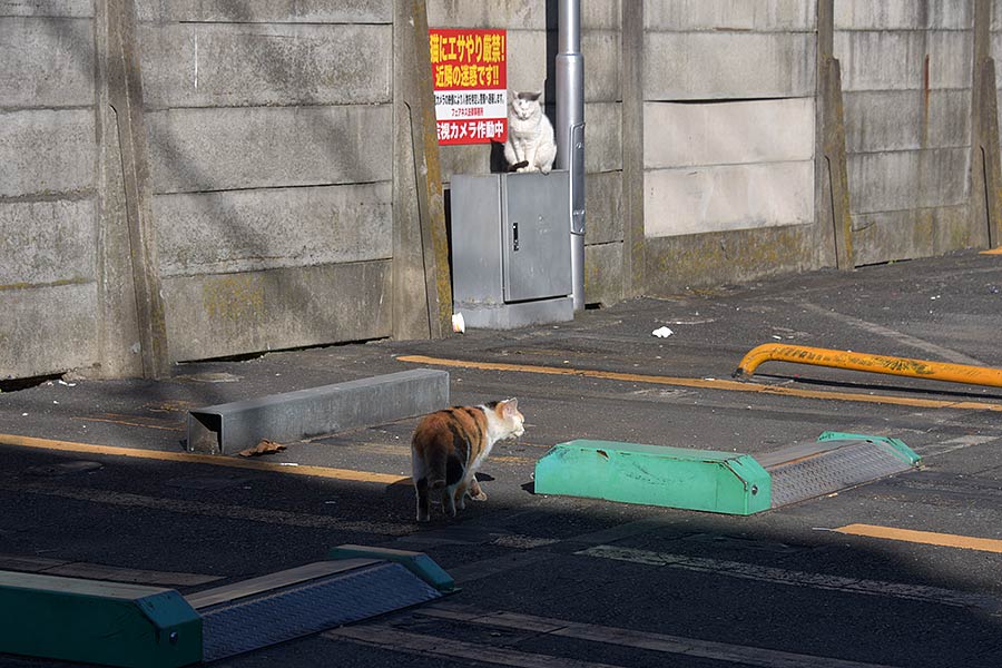 街のねこたち