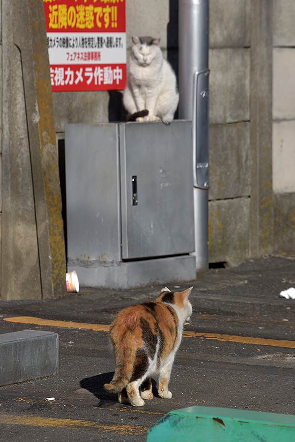 街のねこたち