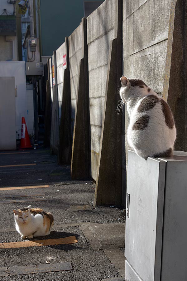 街のねこたち