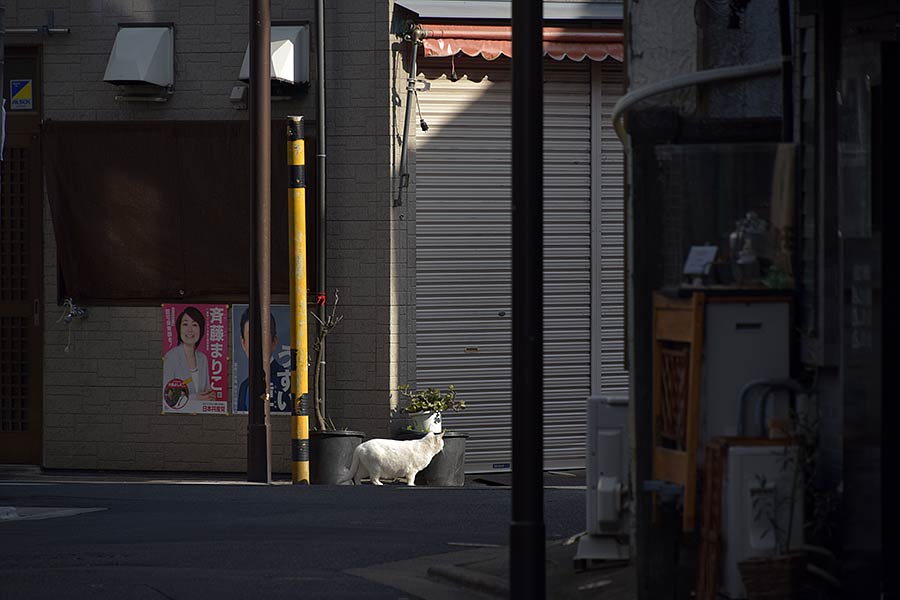街のねこたち