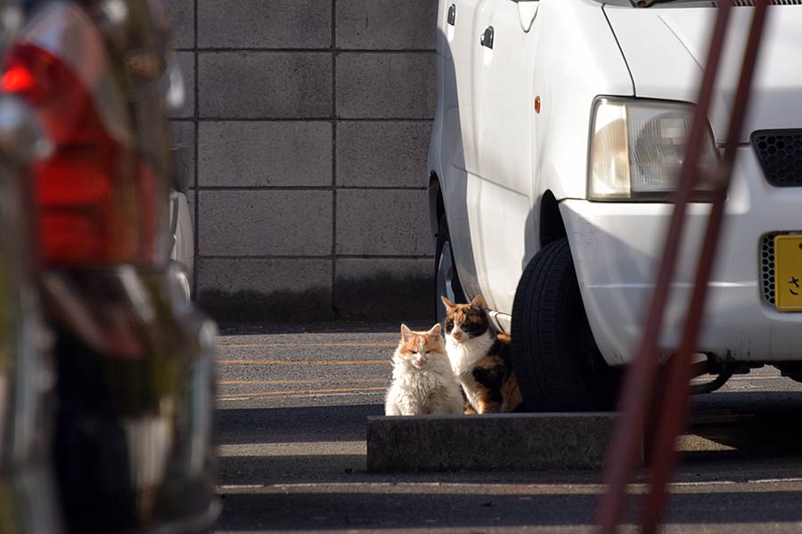 街のねこたち
