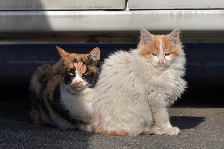 街のねこたち