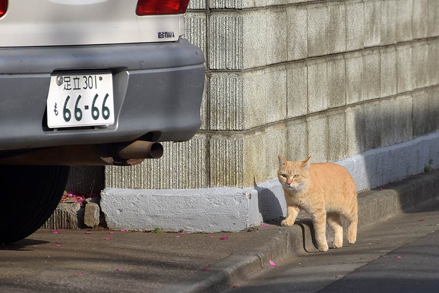 街のねこたち