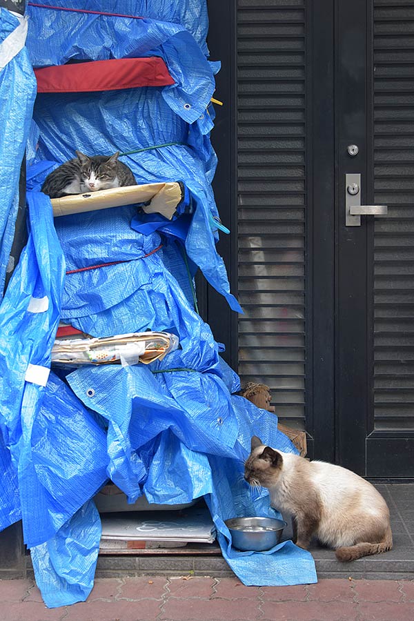 街のねこたち