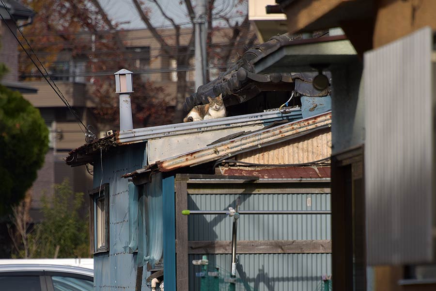 街のねこたち