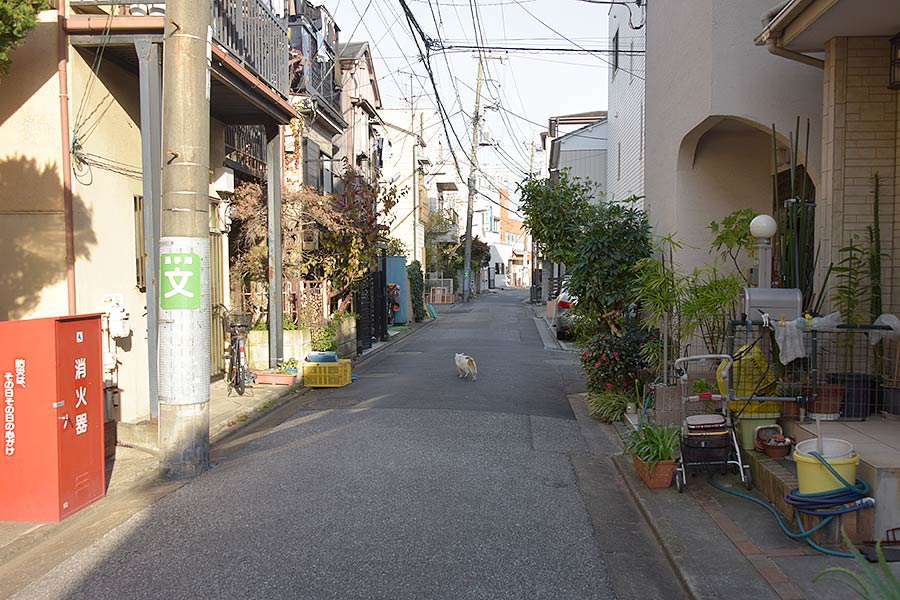 街のねこたち