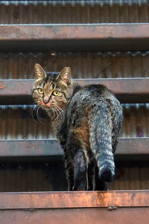 街のねこたち