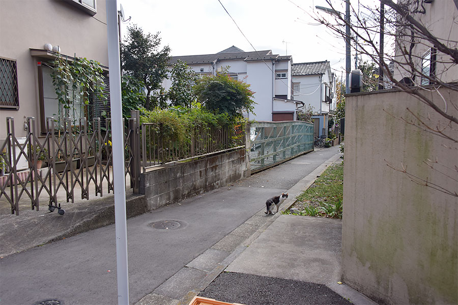 街のねこたち