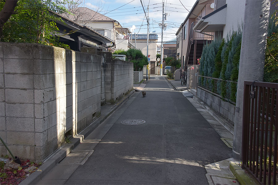 街のねこたち