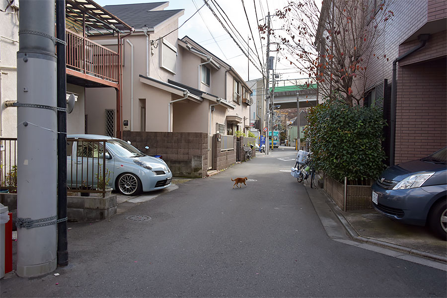 街のねこたち