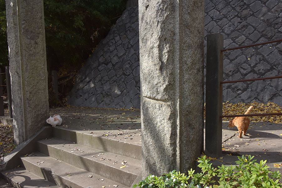 街のねこたち