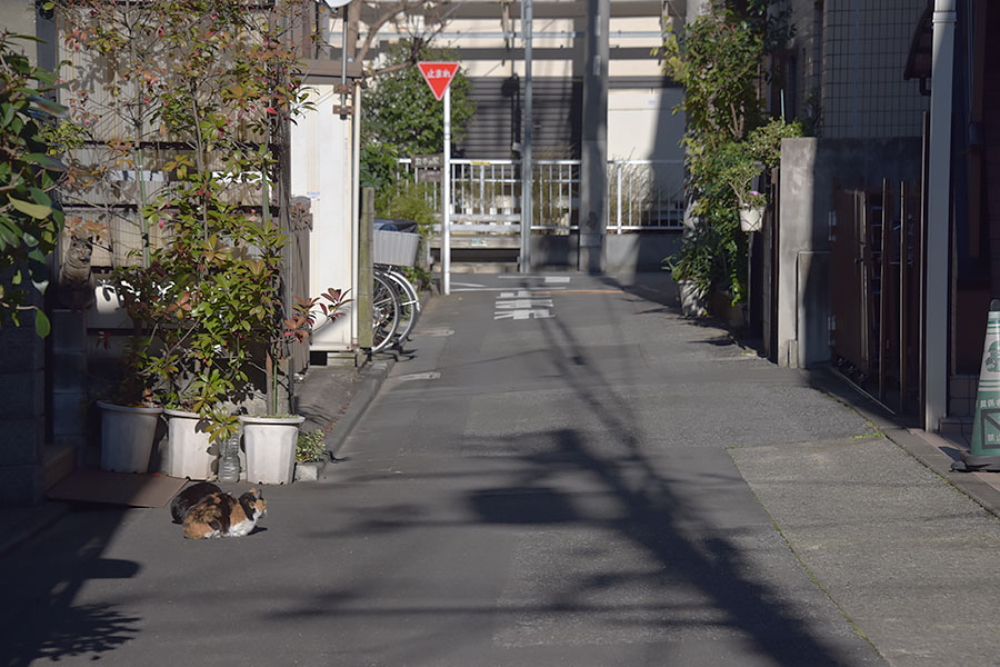 街のねこたち