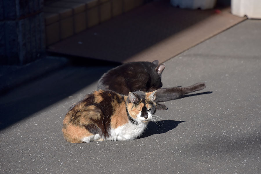街のねこたち