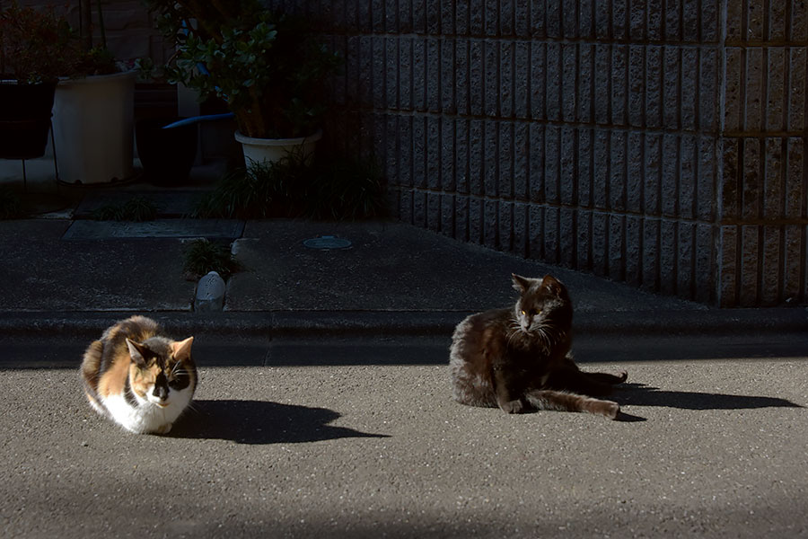 街のねこたち