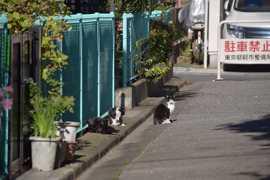 街のねこたち