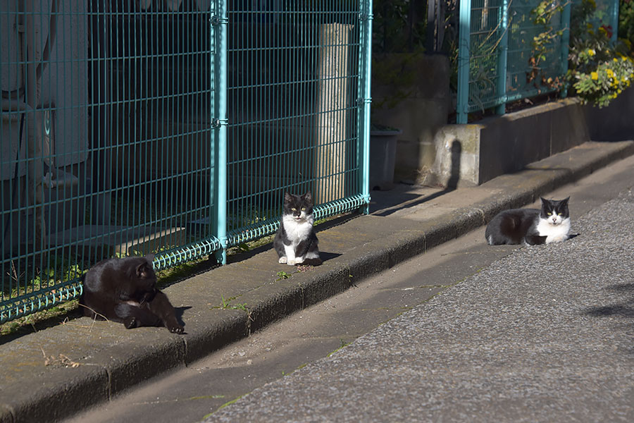 街のねこたち