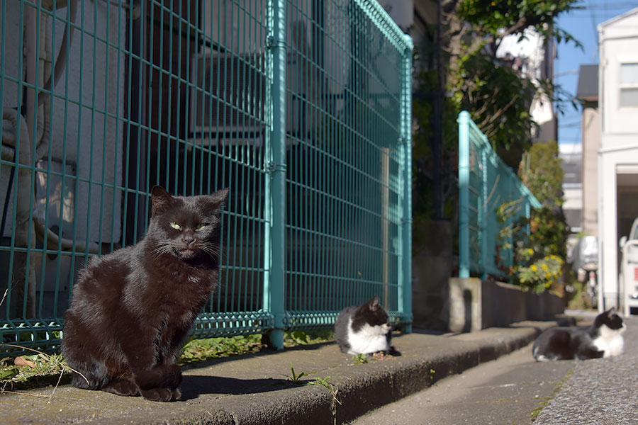 街のねこたち