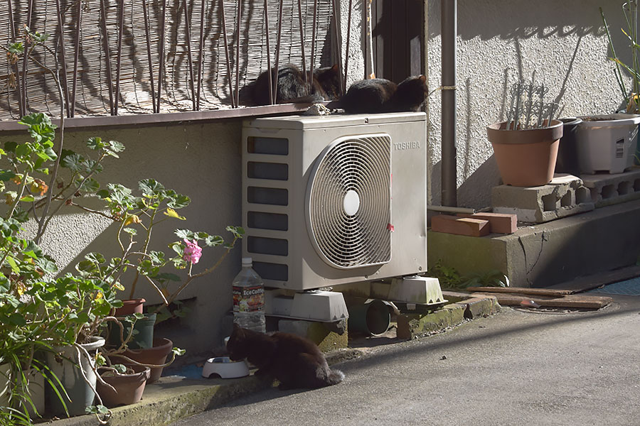 街のねこたち