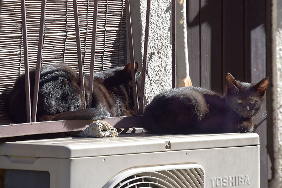 街のねこたち