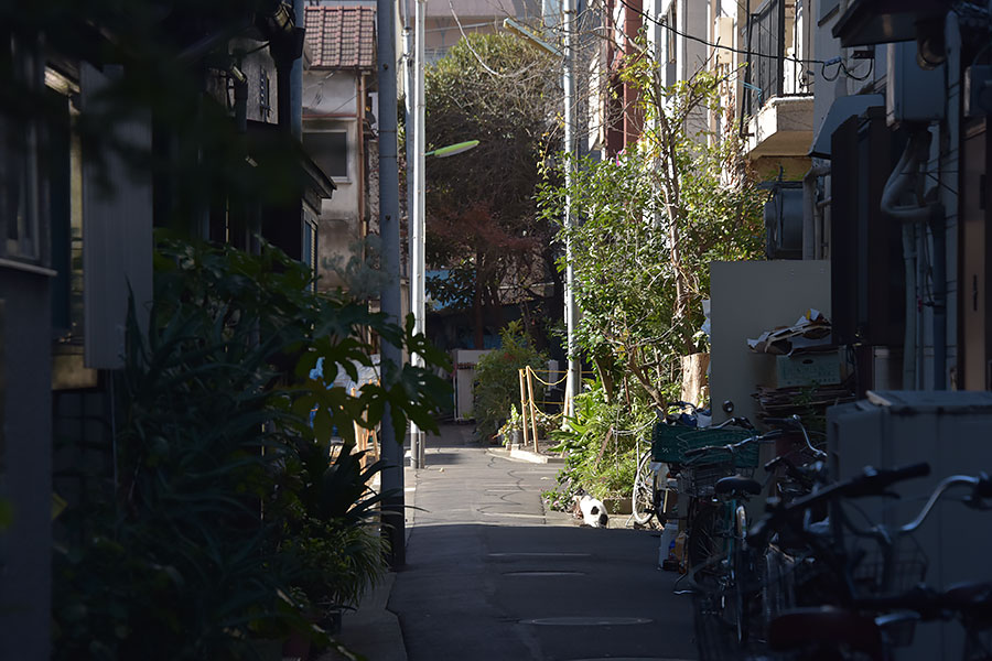 街のねこたち