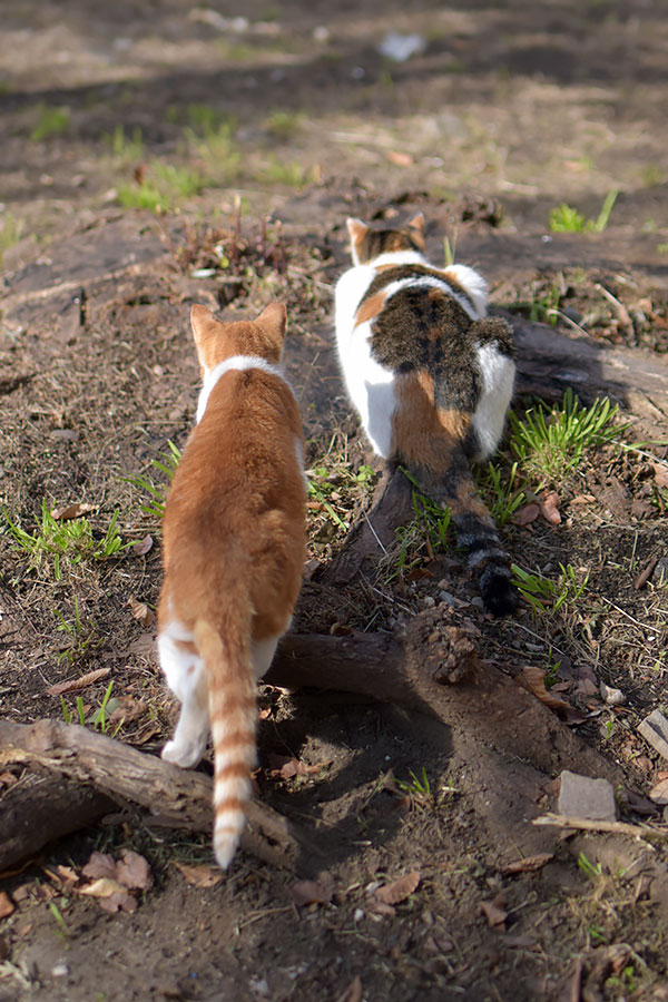 街のねこたち