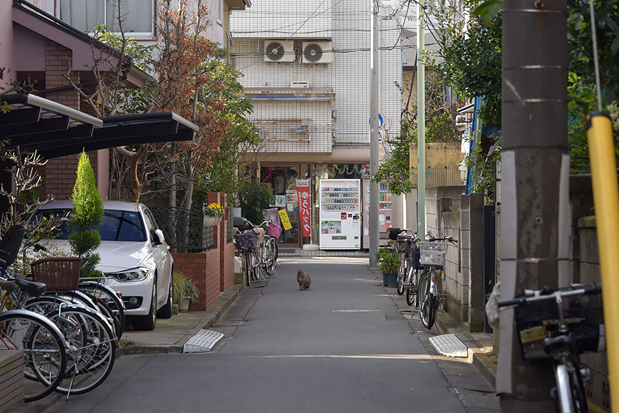 街のねこたち