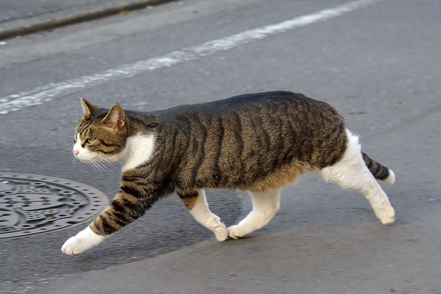 街のねこたち