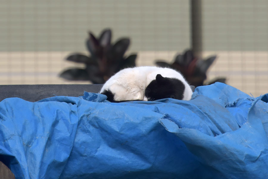 街のねこたち