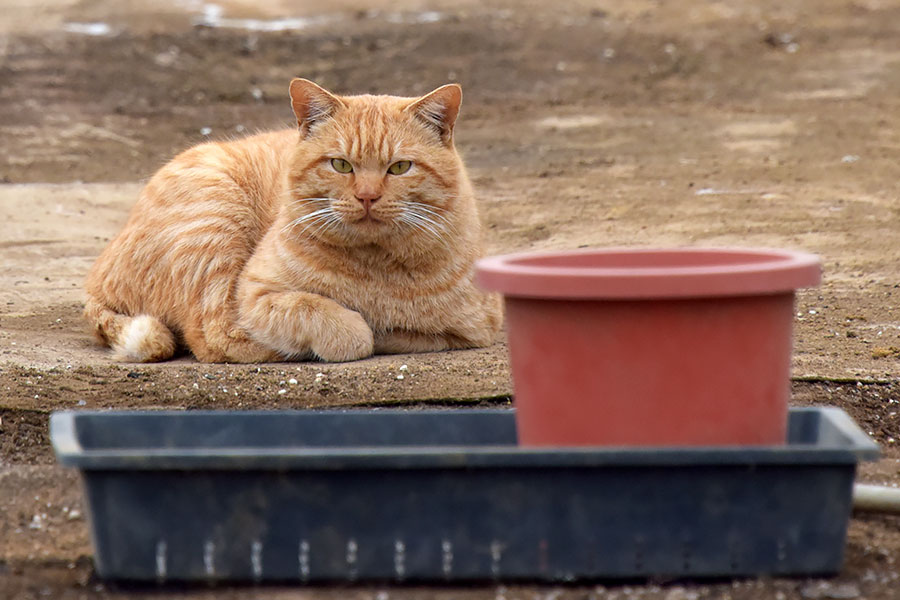街のねこたち