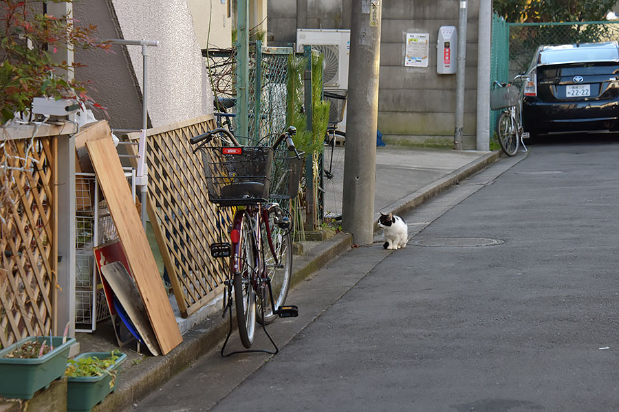 街のねこたち