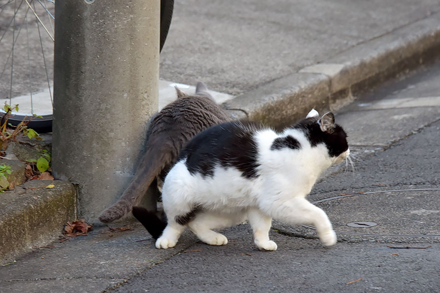 街のねこたち