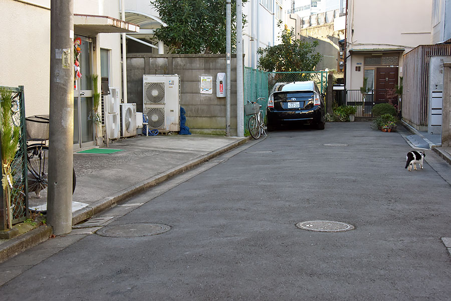 街のねこたち