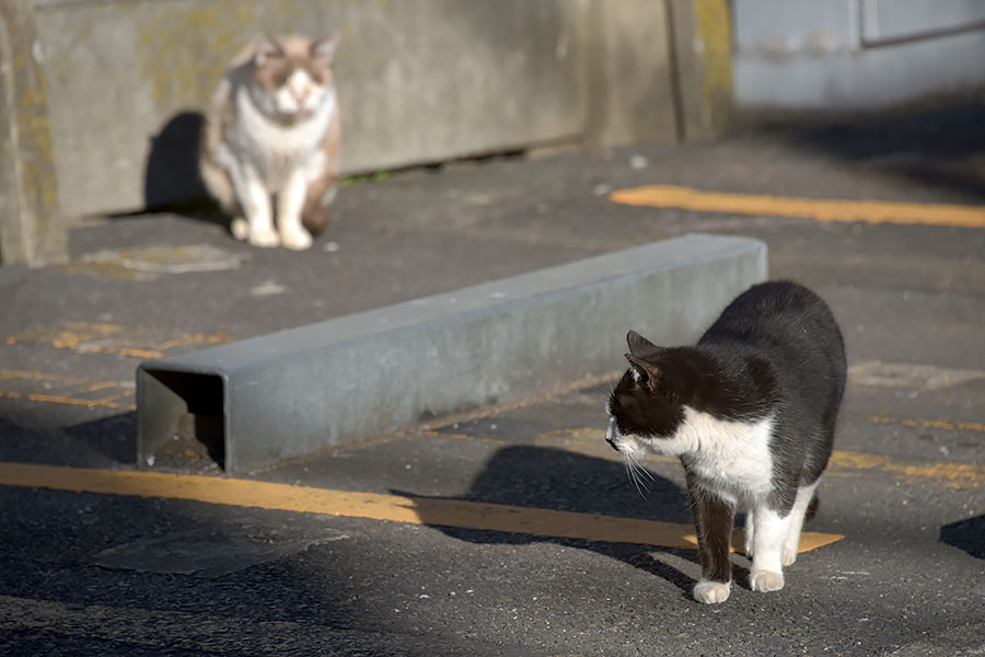 街のねこたち