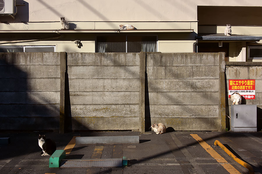 街のねこたち