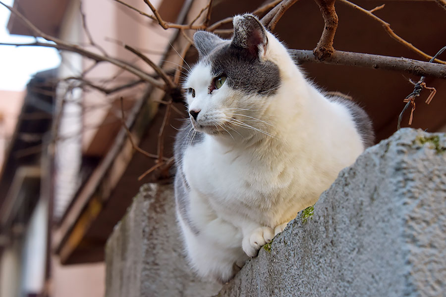 街のねこたち