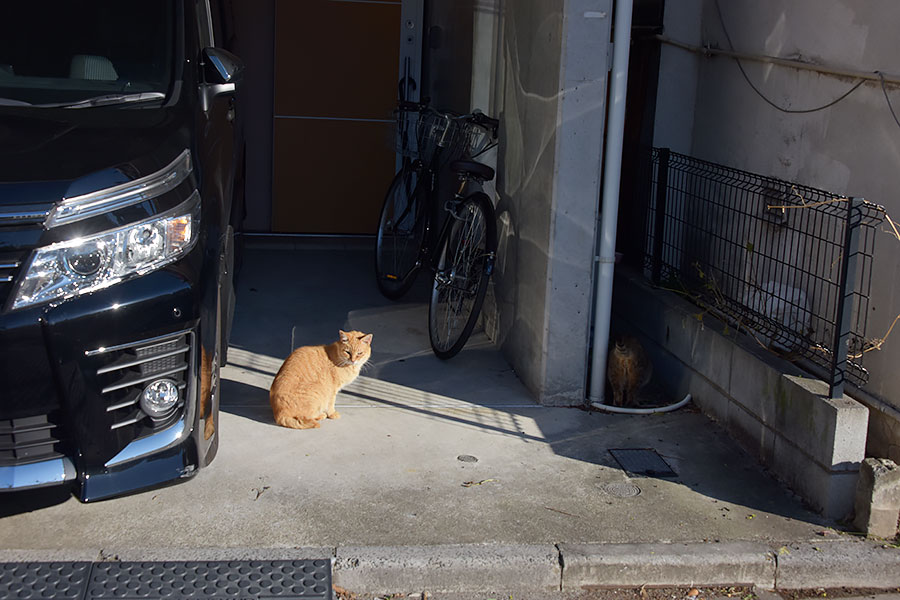 街のねこたち