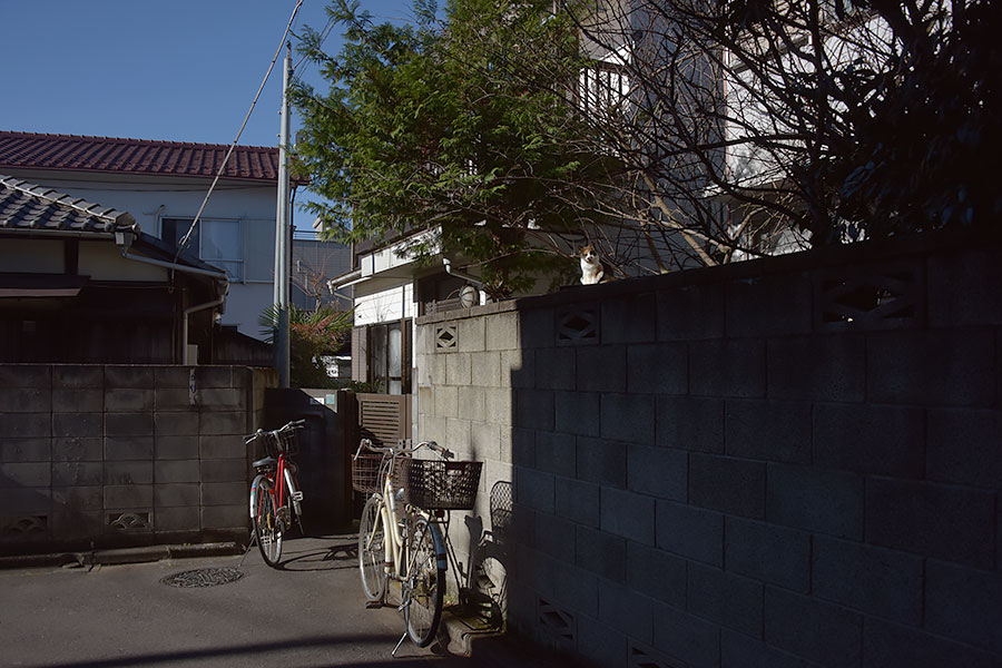 街のねこたち